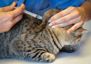 מתן חיסון לחתול