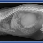 צילום רנטגן חתולה