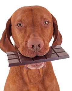 הרעלת שוקולד בכלבים