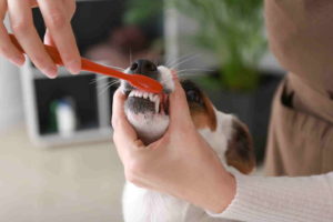 איך לצחצח שיניים לכלב?