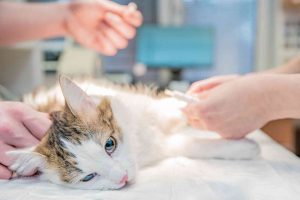 טיפול בחתול עם חסימת שתן