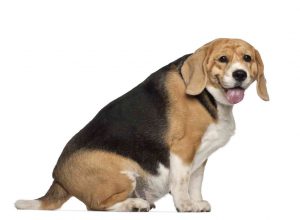 כלב שמן בסכנת סוכרת